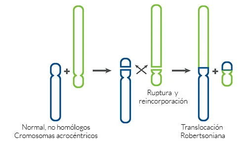 Diferencia entre la translocación recíproca y la robertsoniana