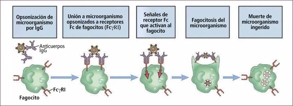 Diferencia entre opsonización y fagocitosis