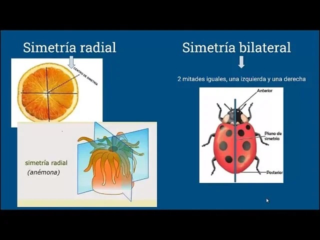 Diferencia entre simetría radial y bilateral