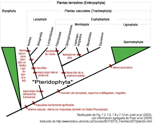 Diferencia entre sinapomorfía y simplesiamorfía