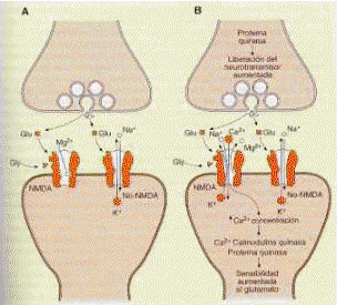 Diferencia entre sinapsis excitatorias e inhibitorias