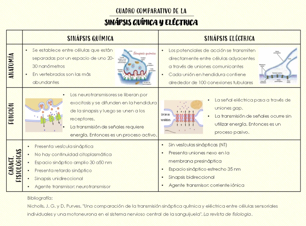 Diferencia entre sinapsis química y eléctrica