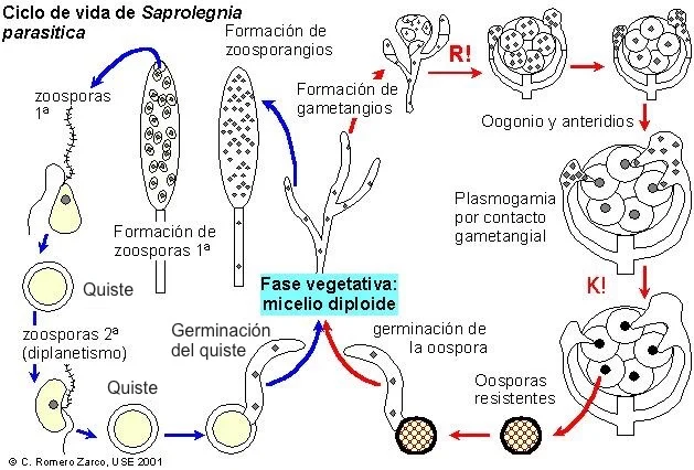 Diferencia entre zoosporas y aplanosporas