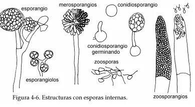 Diferencia entre zoosporas y conidios