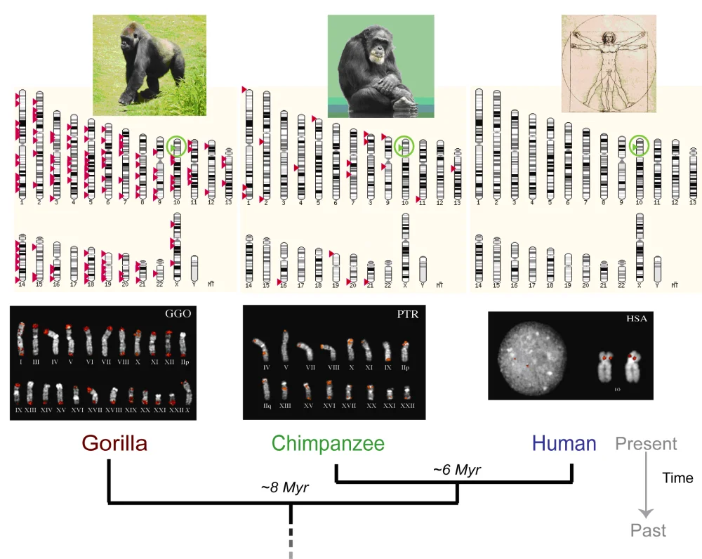 Diferencia genética entre humanos y chimpancés