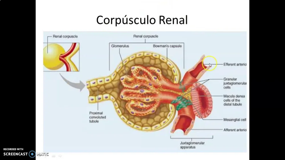 Distinguir entre corpúsculo renal y túbulo renal