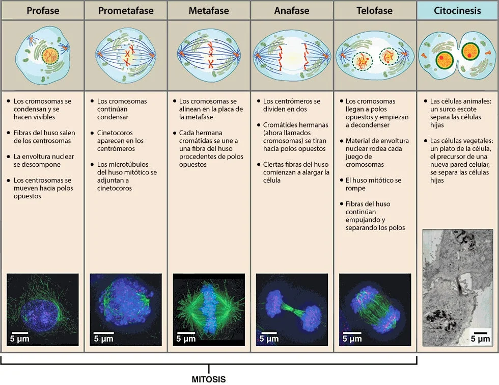 ¿Qué tipos de células experimentan mitosis?