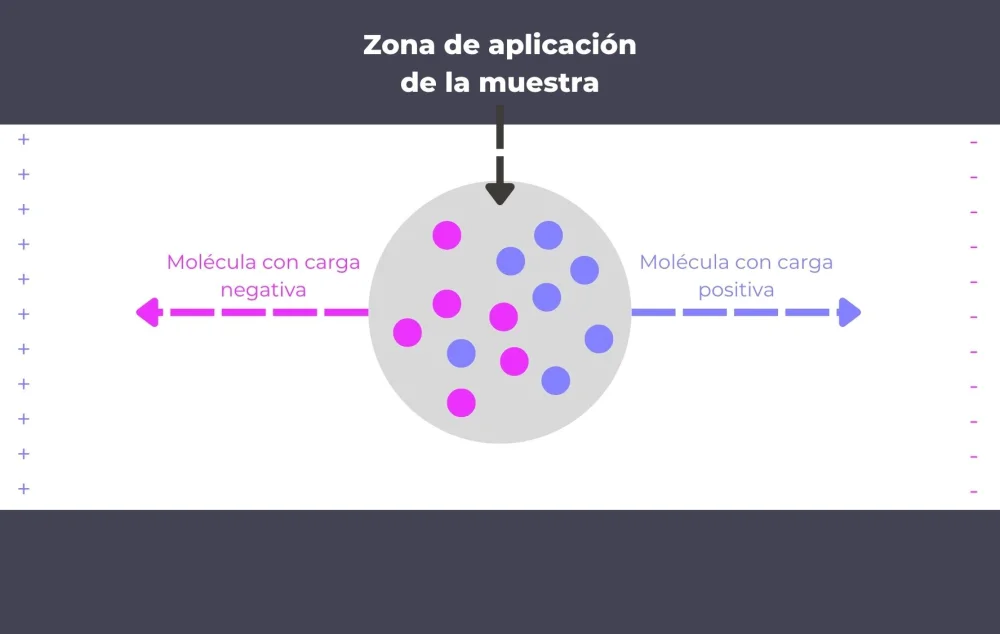Diferencia entre agarosa y poliacrilamida