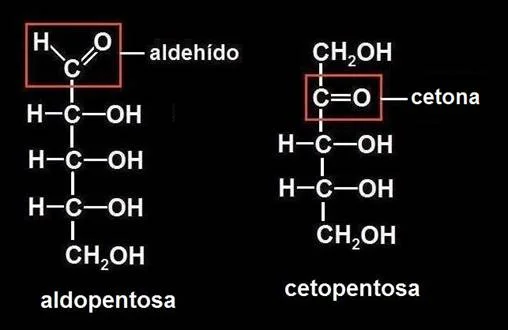 Diferencia entre aldopentosa y cetopentosa Ciencia