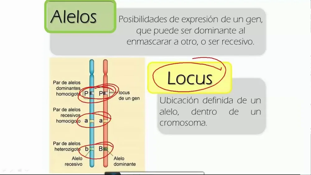 Diferencia entre alelo y locus Ciencia