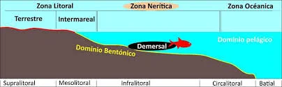 Diferencia entre bentónico y pelágico