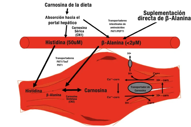 Diferencia entre beta-alanina y L-alanina
