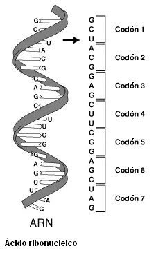 Diferencia entre código genético y codón