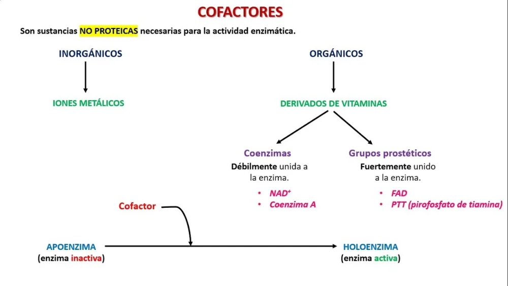 Diferencia entre coenzima y cofactor