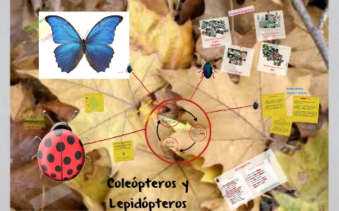 Diferencia entre coleópteros y lepidópteros