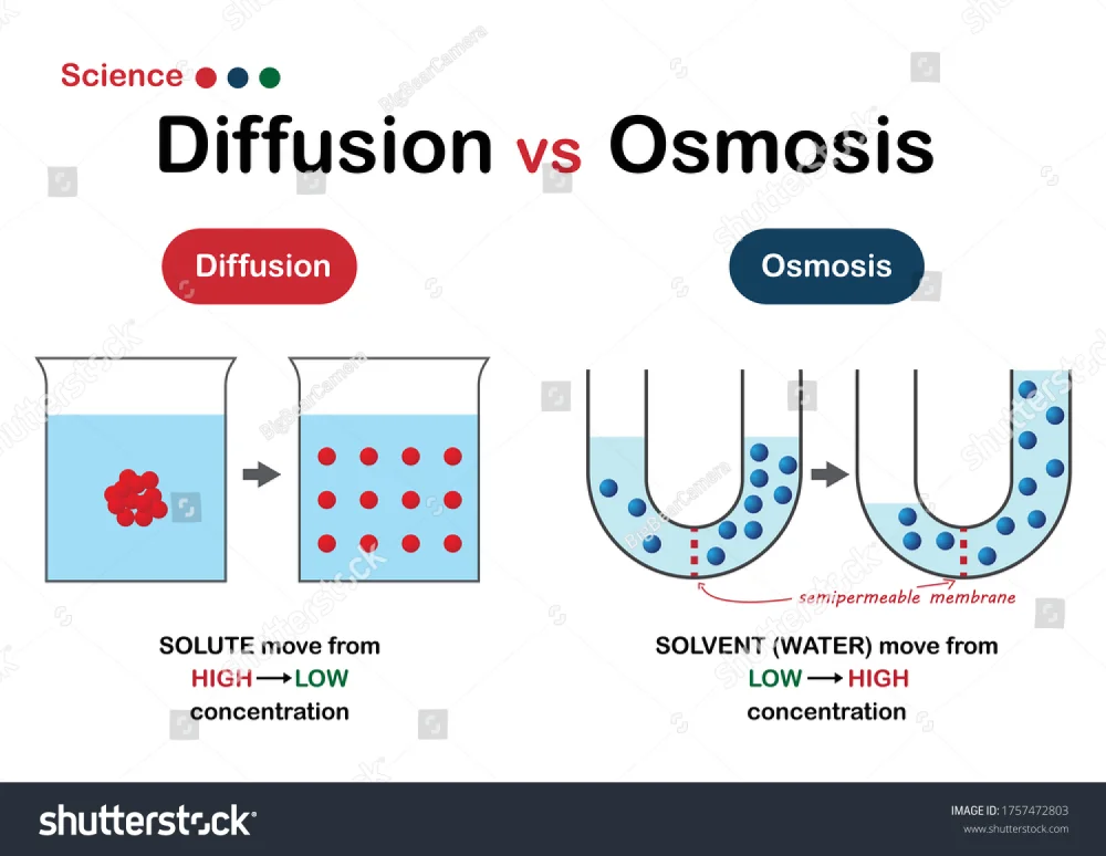 Diferencia entre difusión y ósmosis