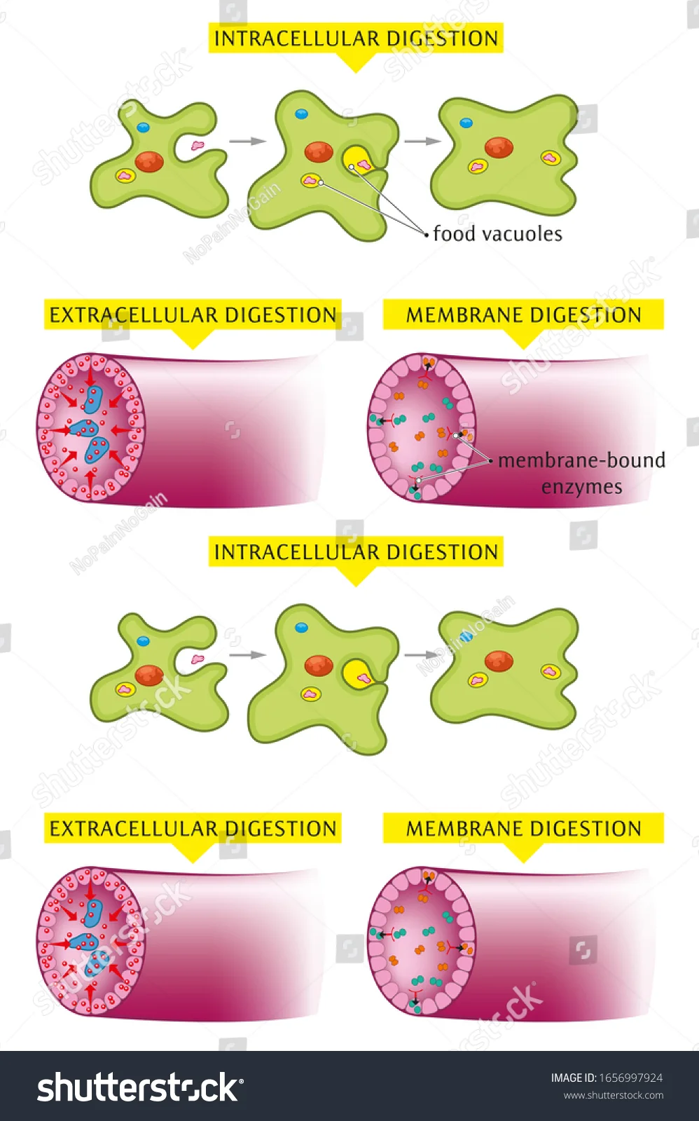 Diferencia entre digestión intracelular y extracelular