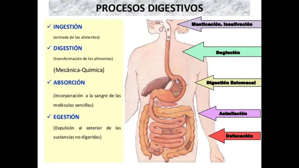 Diferencia entre digestión mecánica y química