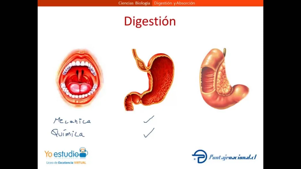 Diferencia entre digestión y absorción