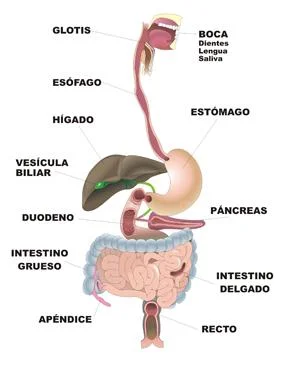 Diferencia entre digestión y metabolismo