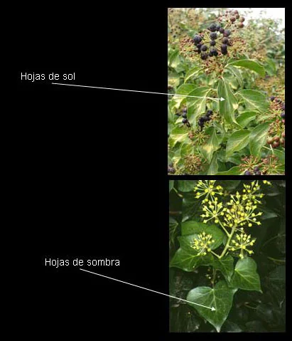 Diferencia entre dimorfismo y polimorfismo