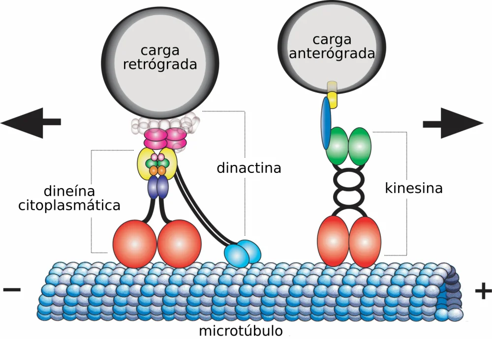Diferencia entre dineína y kinesina
