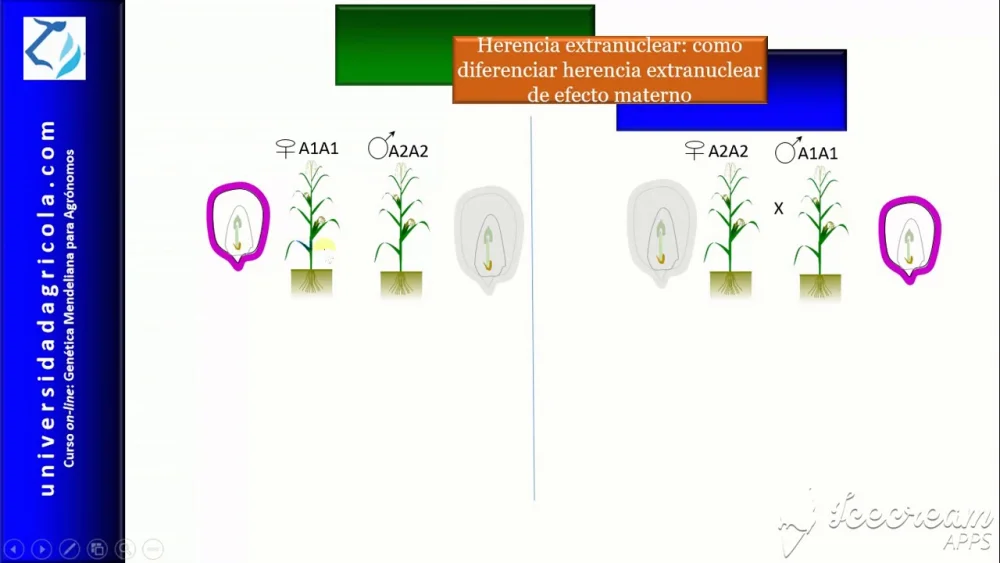 Diferencia entre el efecto materno y la herencia materna