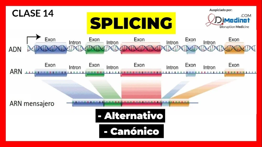 Diferencia entre el empalme de ARN y el empalme alternativo