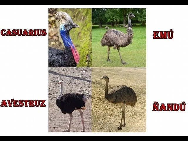 Diferencia entre el emú y el avestruz