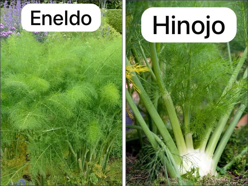 Diferencia entre el eneldo y el hinojo