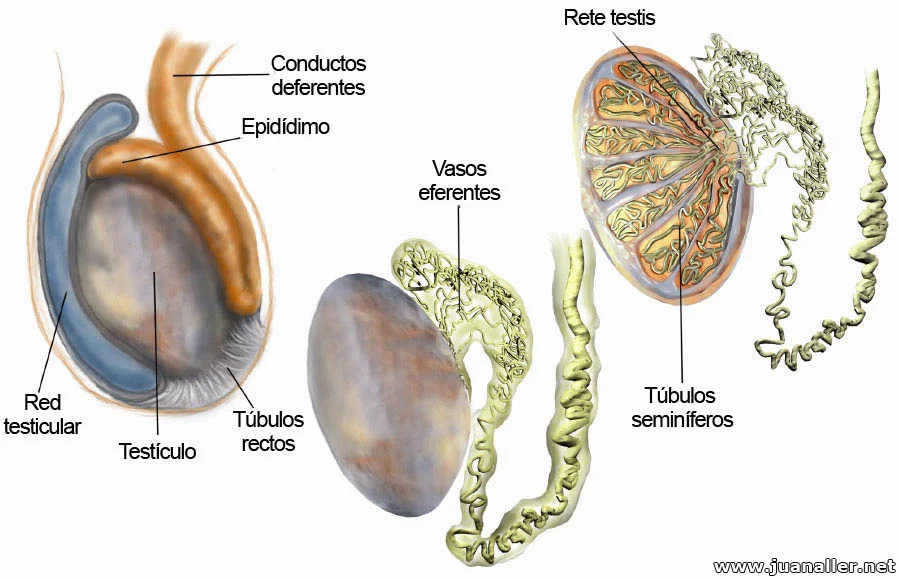 Diferencia entre el epidídimo y el conducto deferente