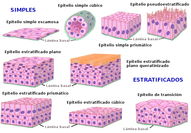 Diferencia entre el epitelio escamoso simple y el epitelio escamoso estratificado