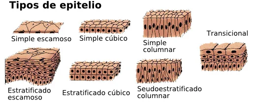 Diferencia entre el epitelio escamoso y el epitelio columnar