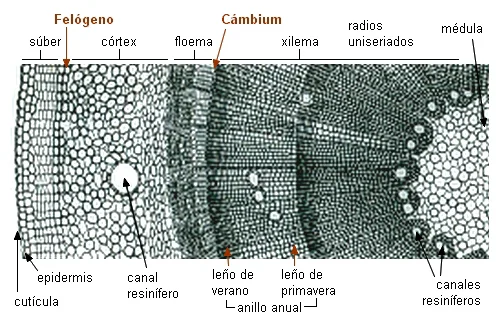 Diferencia entre el xilema primario y el xilema secundario