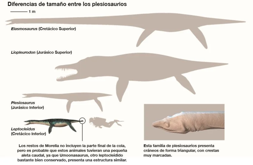 Diferencia entre Elasmosaurus y Plesiosaurus