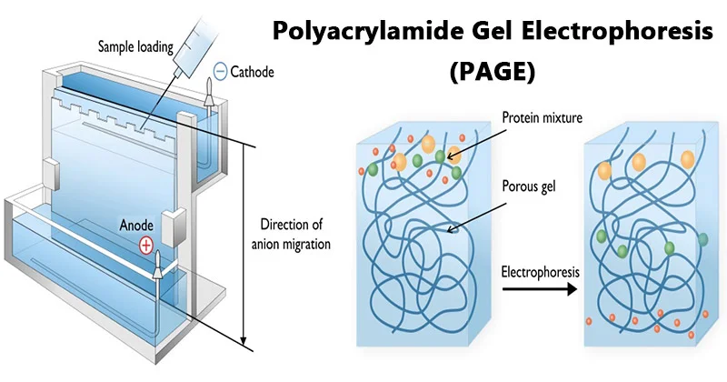 Diferencia entre electroforesis en gel y SDS PAGE