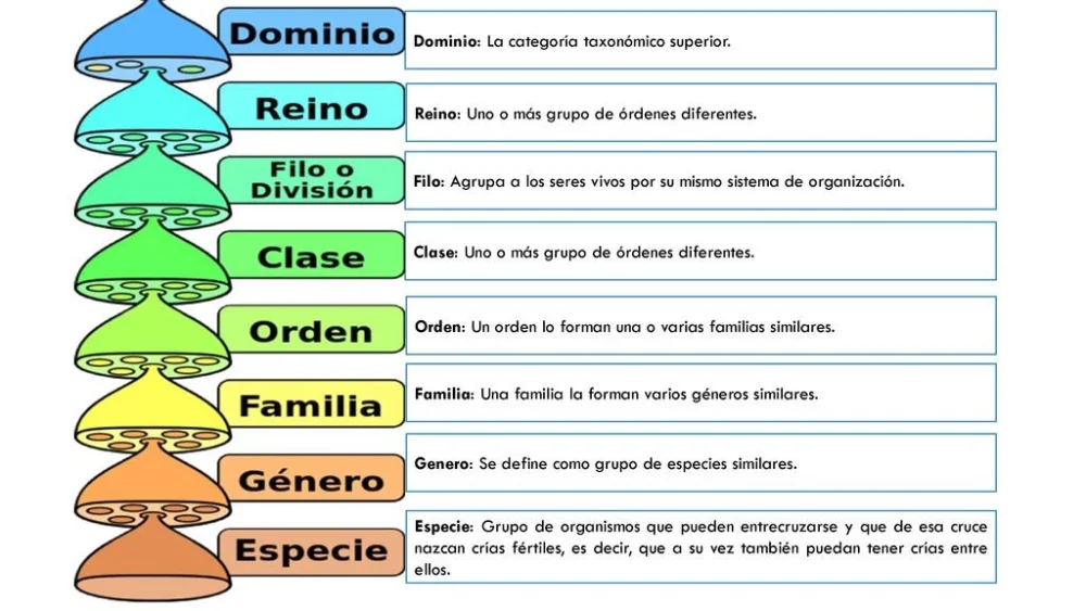Diferencia entre filo y división
