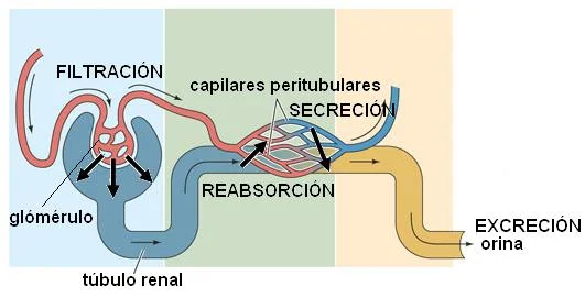 Diferencia entre filtración y reabsorción