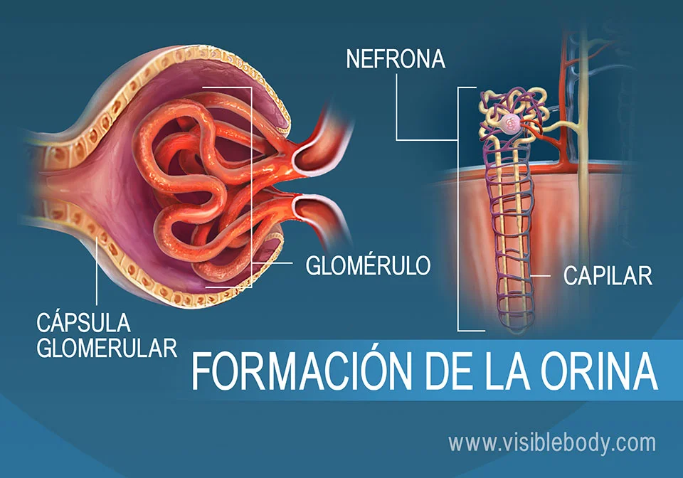 Diferencia entre filtrado y orina