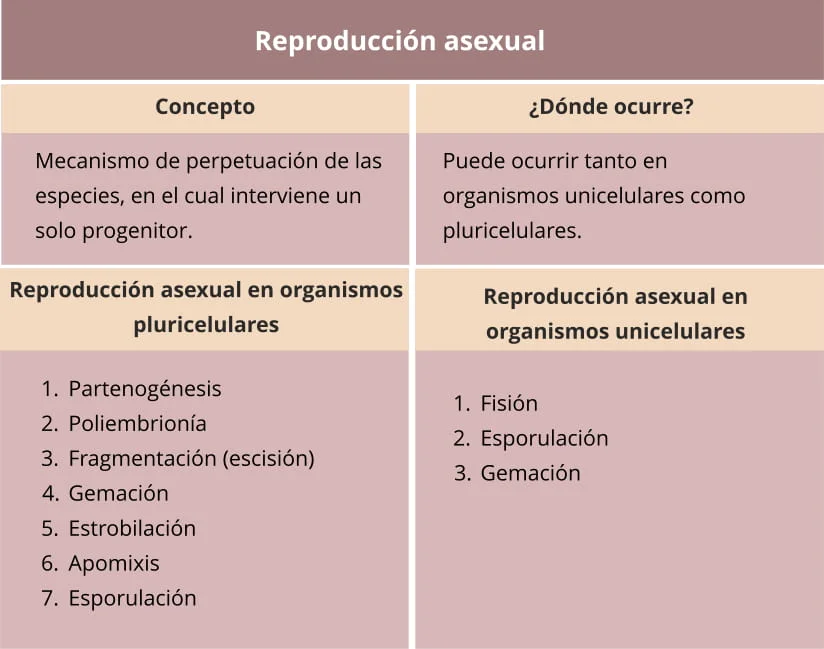 Diferencia entre fisión y fragmentación