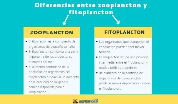 Diferencia entre fitoplancton y zooplancton