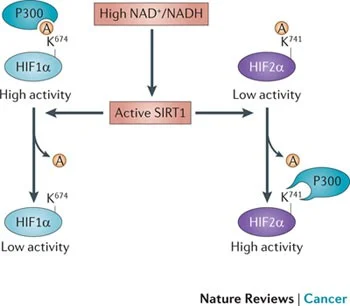 Diferencia entre HIF-1α y HIF-2α