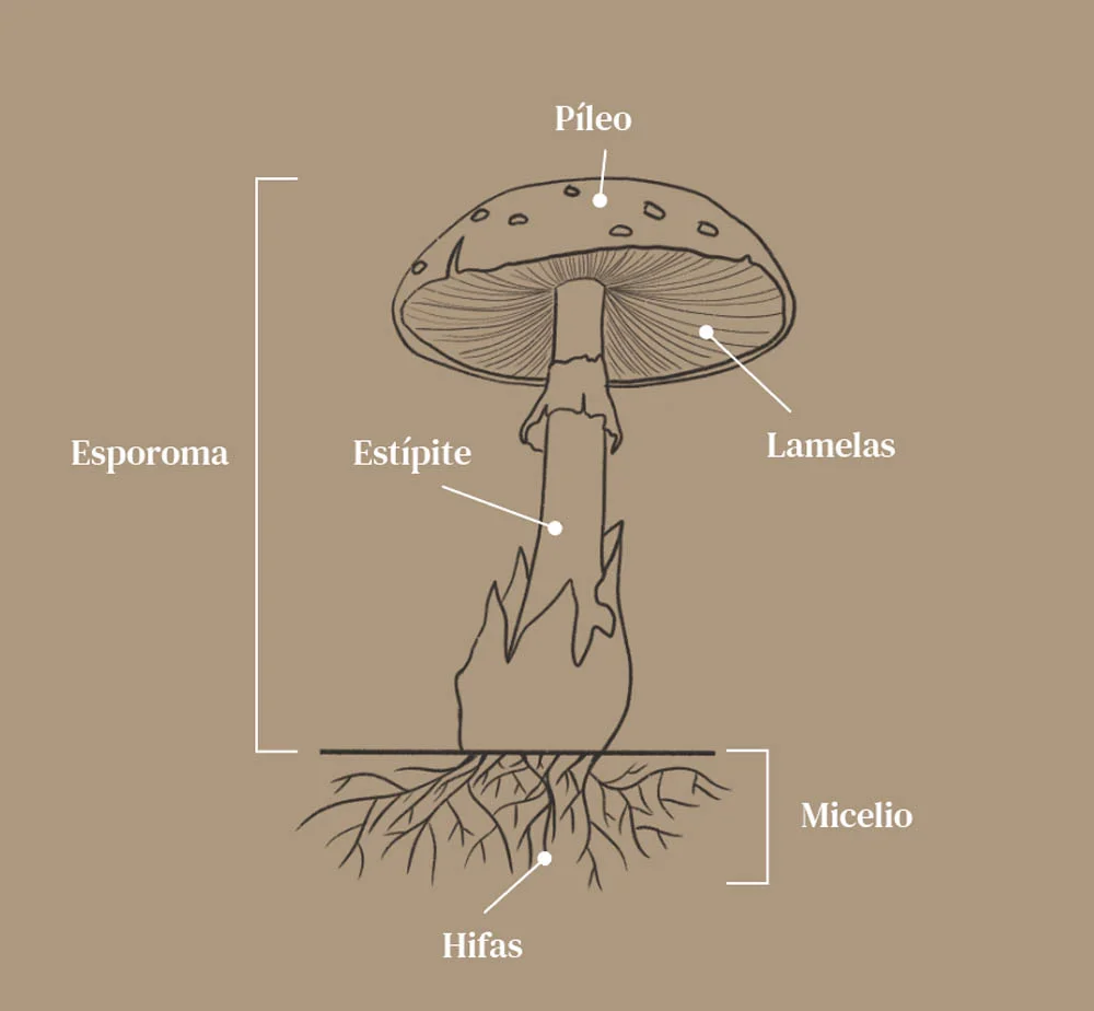 Diferencia entre hifas y micelio