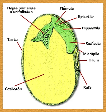 Diferencia entre hilio y micrópilo