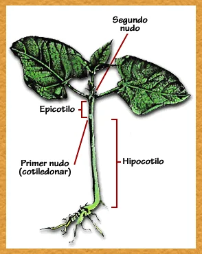 Diferencia entre hipocótilo y epicótilo