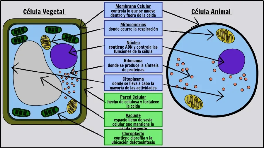 Diferencia entre la célula de cebolla y la célula de la mejilla humana