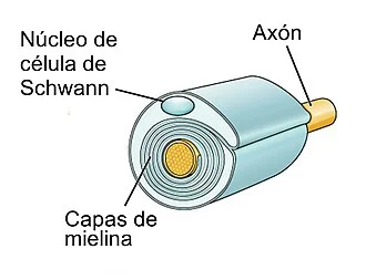 Diferencia entre la célula de Schwann y la vaina de mielina