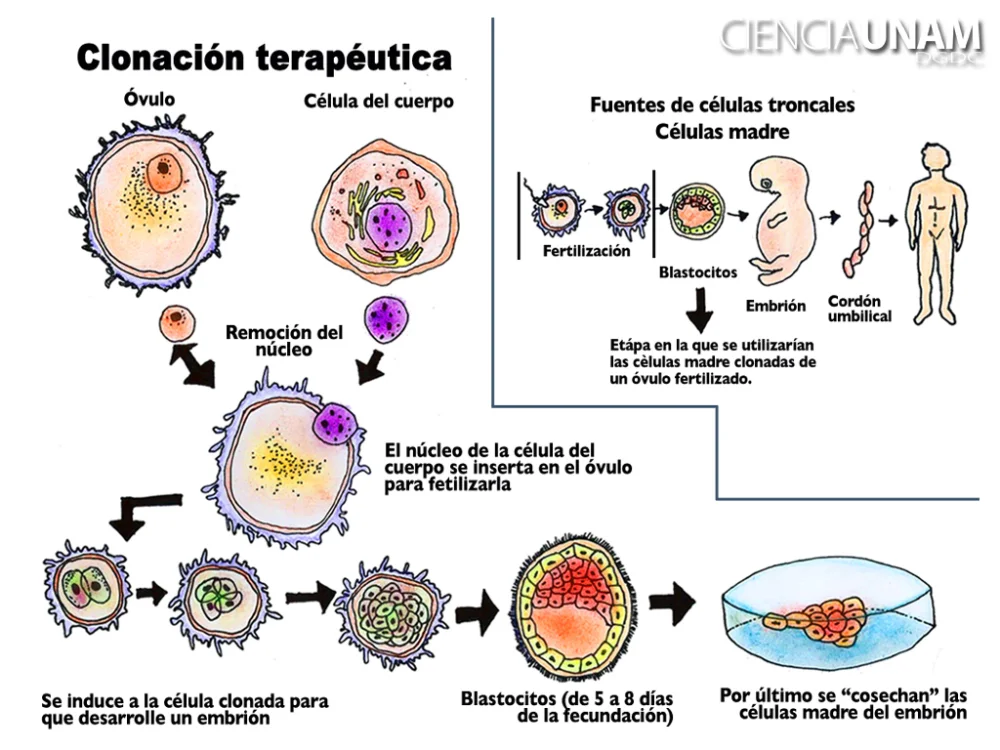 Diferencia entre la clonación terapéutica y la reproductiva