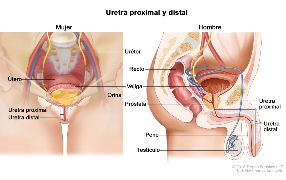 Diferencia entre la uretra masculina y femenina