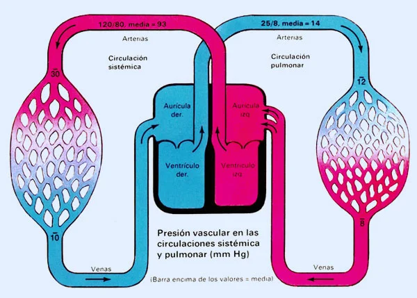 Diferencia entre la ventilación alveolar y la ventilación pulmonar